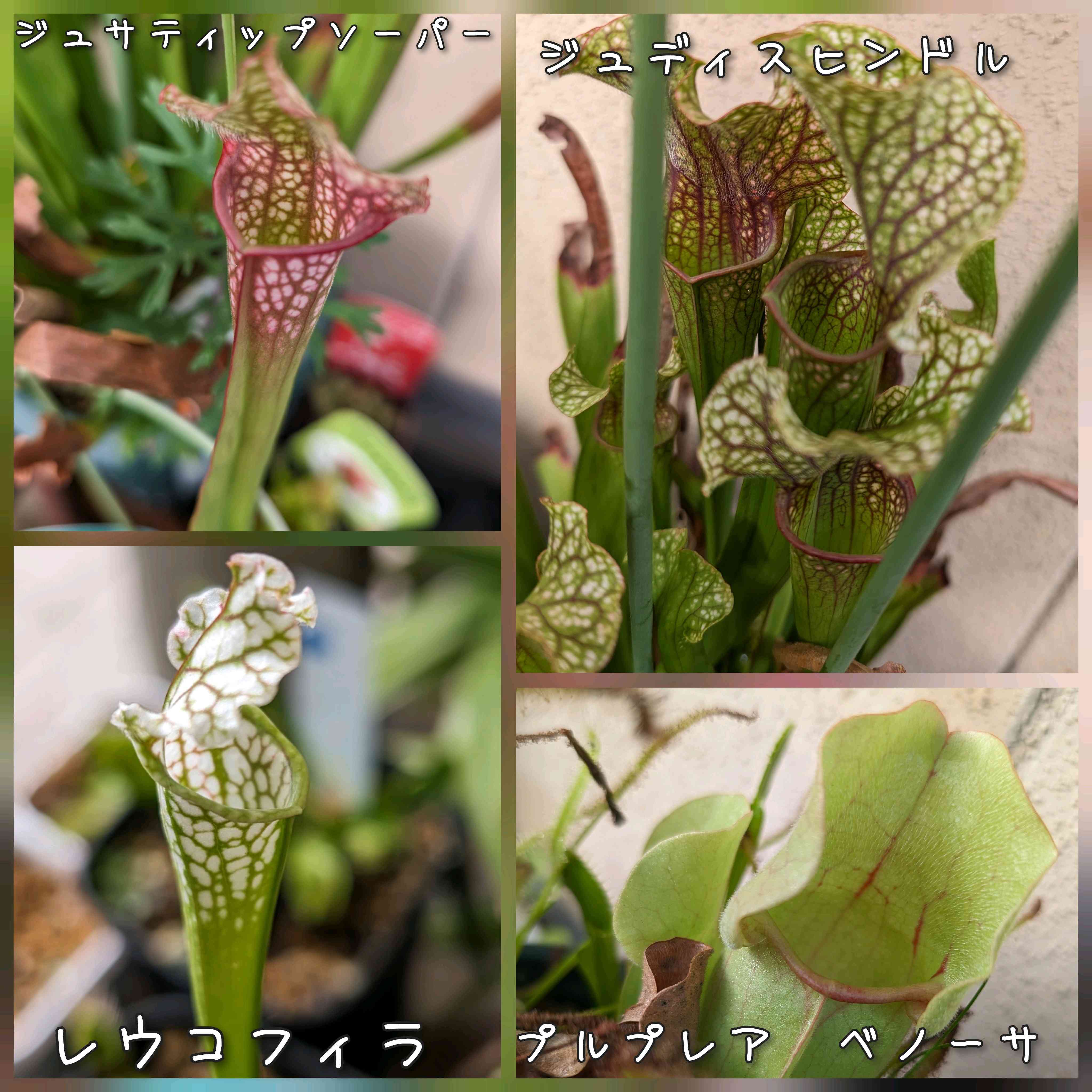 サラセニア ジュディスヒンドルの一覧｜🍀GreenSnap（グリーンスナップ）