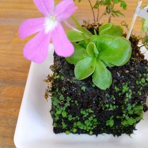 苔玉,道の駅,農産物直売所,かわった植物,おうち園芸の画像