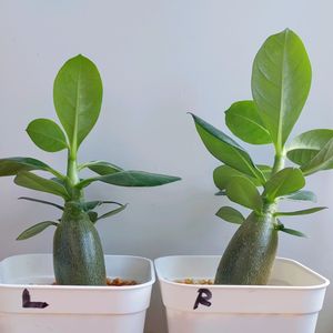 アデニウム,アデニウム オベスム,観葉植物,ミニ観葉,根塊植物の画像