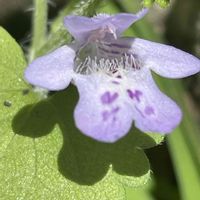 カキドオシ,ハーブ,花壇,ガーデニング,山野草の画像