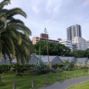 アガベ,アオノリュウゼツラン,多肉植物,観葉植物,花芽の画像