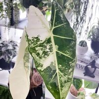 アロカシア,インテリアグリーン,観葉植物のある暮らし,ボタニカル・ライフの画像