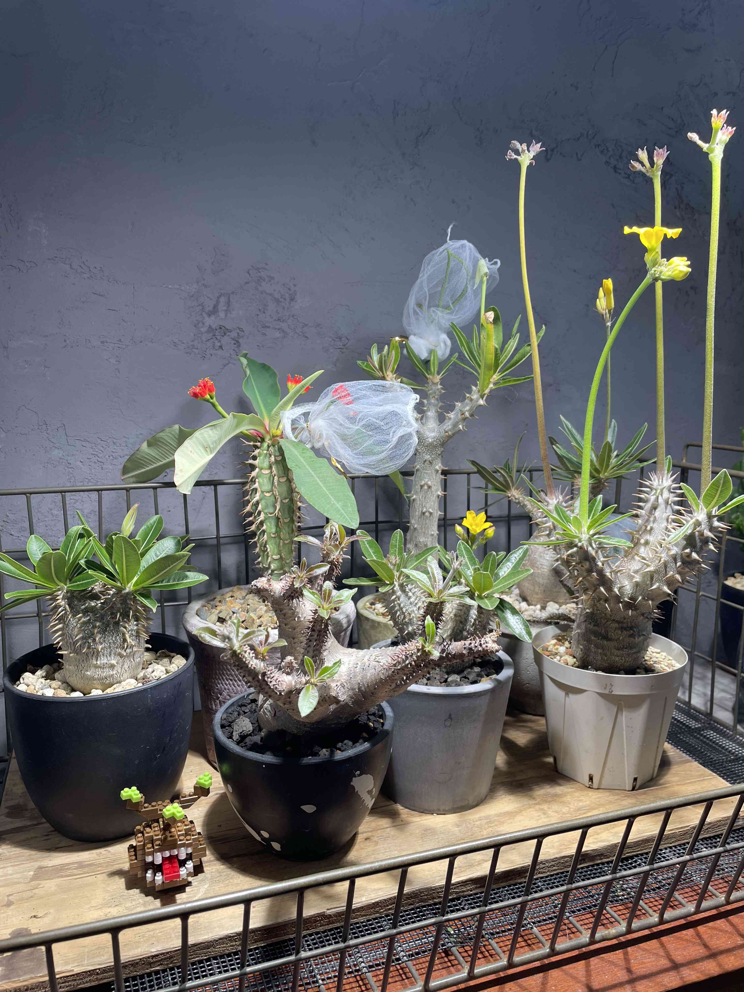 パキポディウム シバの女王の玉櫛の一覧｜🍀GreenSnap（グリーンスナップ）