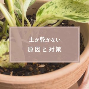 観葉植物,ガーデニング,緑のある暮らし,植物のある暮らし,肥料の画像