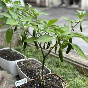 ハラペーニョ,ハラペーニョ,プランター野菜,プランター菜園の画像