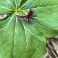 ピラカンサ,ミヤマキンポウゲ,エンレイソウ,エリゲロン(源平小菊),今朝のウォーキングの画像