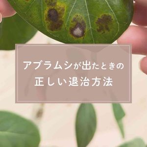 観葉植物,ガーデニング,緑のある暮らし,植物のある暮らし,肥料の画像