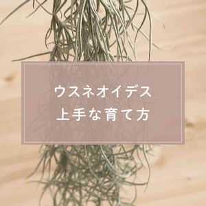 ウスネオイデス,観葉植物,ガーデニング,緑のある暮らし,植物のある暮らしの画像