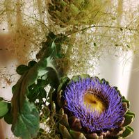 アーティチョーク,アーティチョーク,植物のある暮らし,botanical life,アーティチョーク花の画像
