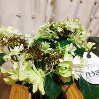 アジサイ,紫陽花,アジサイ 月うさぎ,アジサイ 月うさぎ,紫陽花 アジサイ あじさいの画像