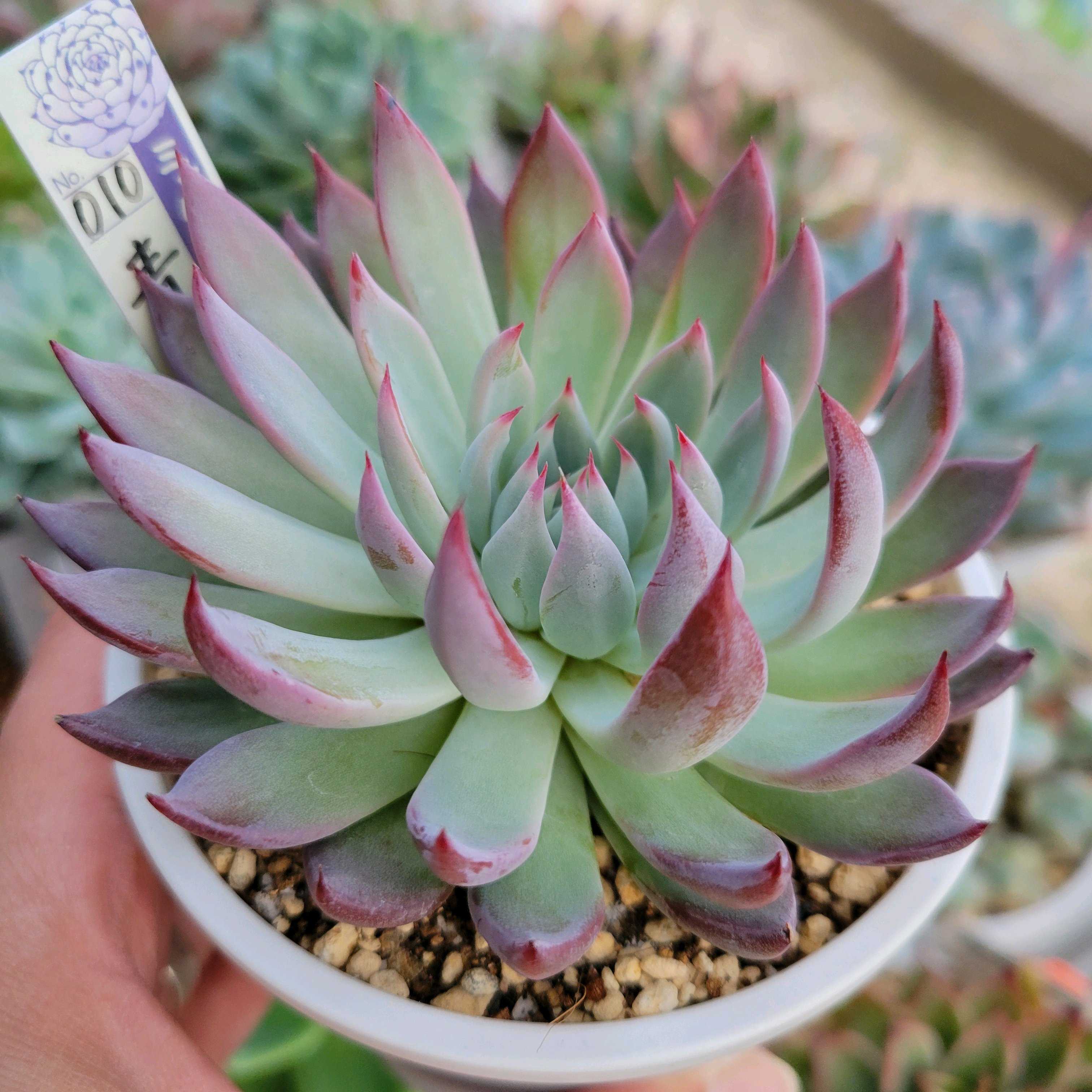 青鬼(tsunコレ)｜🍀GreenSnap（グリーンスナップ）