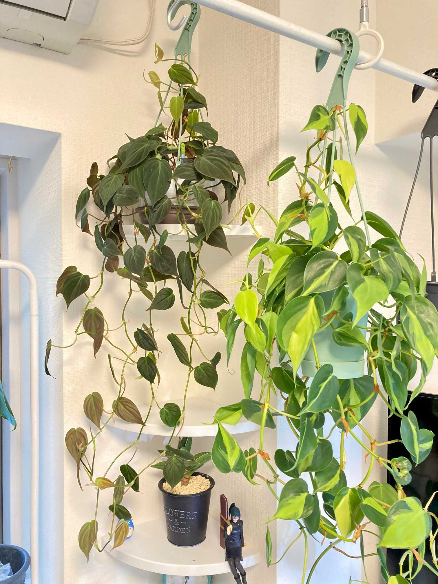 フィロデンドロン　ミカンス　苗　観葉植物　① 観葉植物 フィロデンドロン ミカンス 5号スリット吊り鉢(個体おまかせ1
