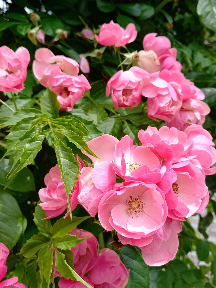 げじげじまゆげさんの山下公園への投稿