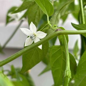 トウガラシ,ハーブ,観葉植物,水耕栽培,果物の画像