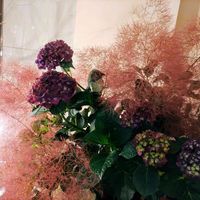 アジサイ,スモークツリー,紫陽花,マジカルチョコレート,紫陽花 マジカル チョコレートの画像
