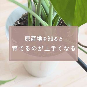 観葉植物,ガーデニング,緑のある暮らし,植物のある暮らし,肥料の画像