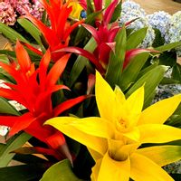 グズマニア,今日のお花,がんに負けるな！,人に優しく,つなぐ、つながるの画像