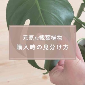 観葉植物,ガーデニング,緑のある暮らし,植物のある暮らし,肥料の画像