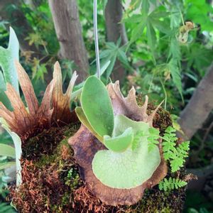 コウモリラン,ビカクシダ・ビーチー,苔玉,グリーンのある暮らし,植物のある暮らしの画像