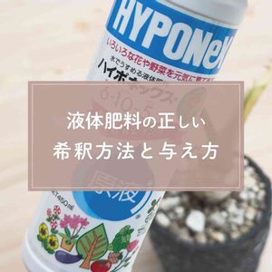 観葉植物,ガーデニング,緑のある暮らし,植物のある暮らし,肥料の画像