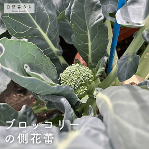 ブロッコリー,肥料,プランター栽培,ベランダ菜園,自然のある暮らしの画像