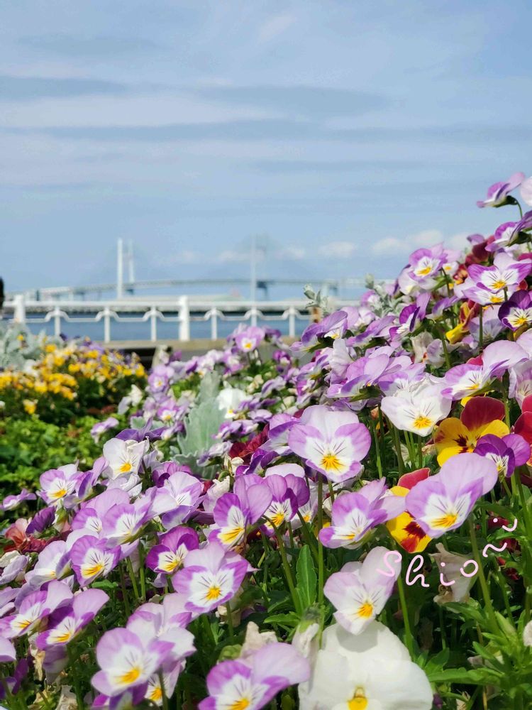 志桜里❦さんの山下公園への投稿