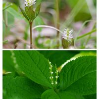 ヒトリシズカ,ヒトリシズカ,フタリシズカ,フタリシズカ,赤塚植物園の画像