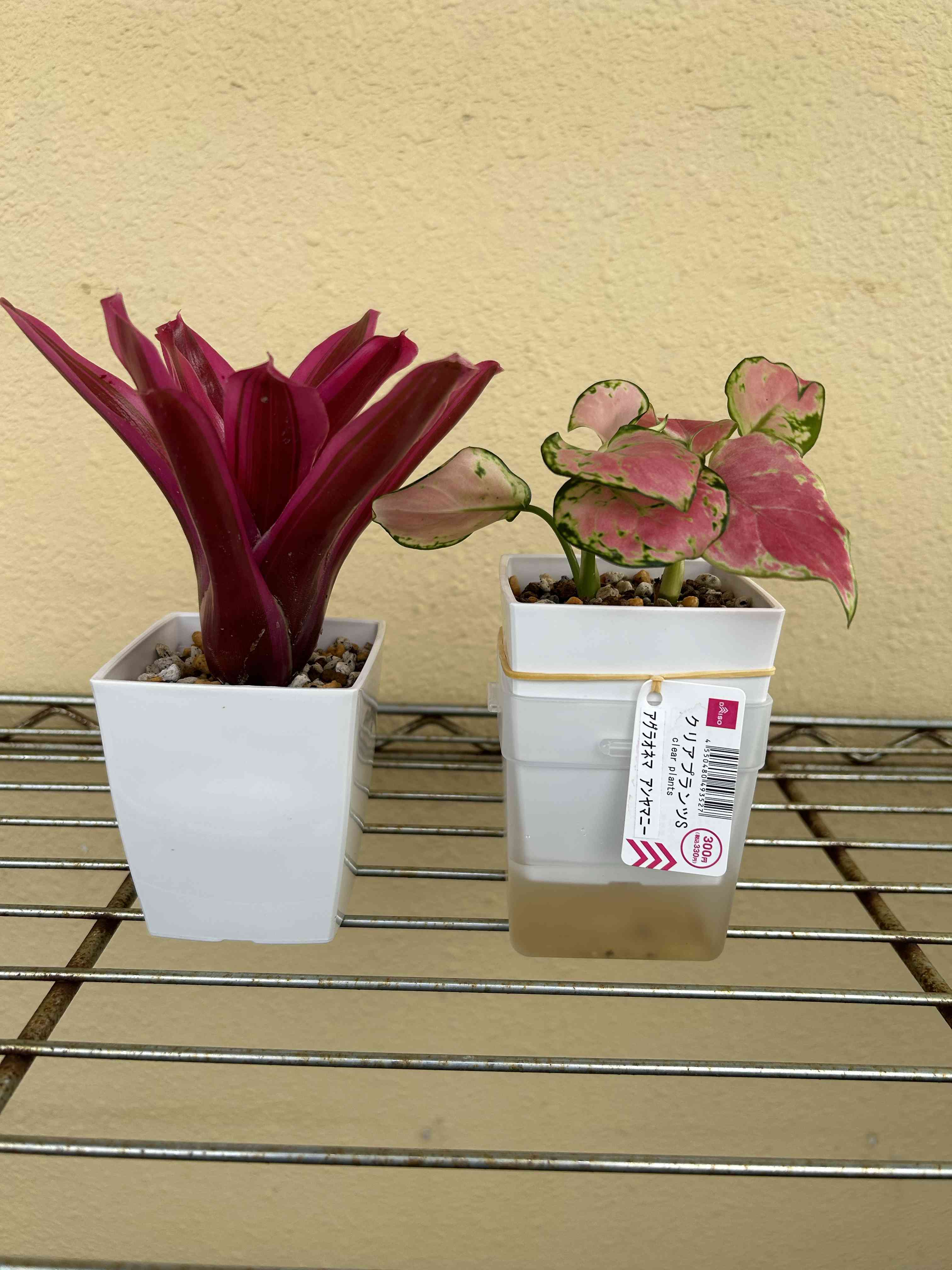 観葉植物の投稿画像 by にあじさん｜ベランダとDAISOとピンクと