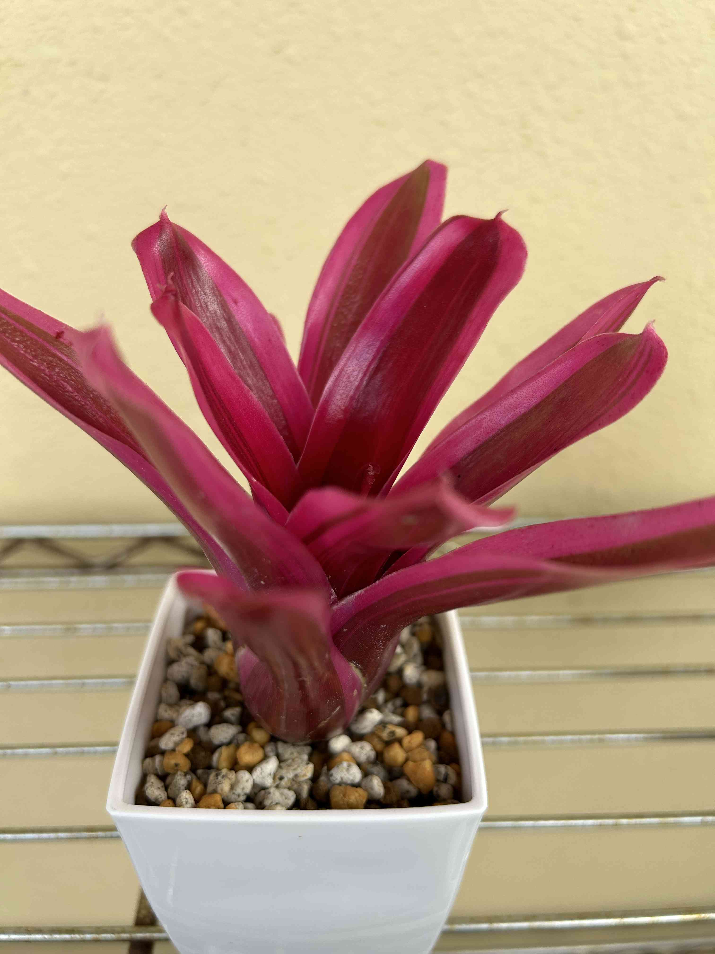 観葉植物の投稿画像 by にあじさん｜ベランダとDAISOとピンクと