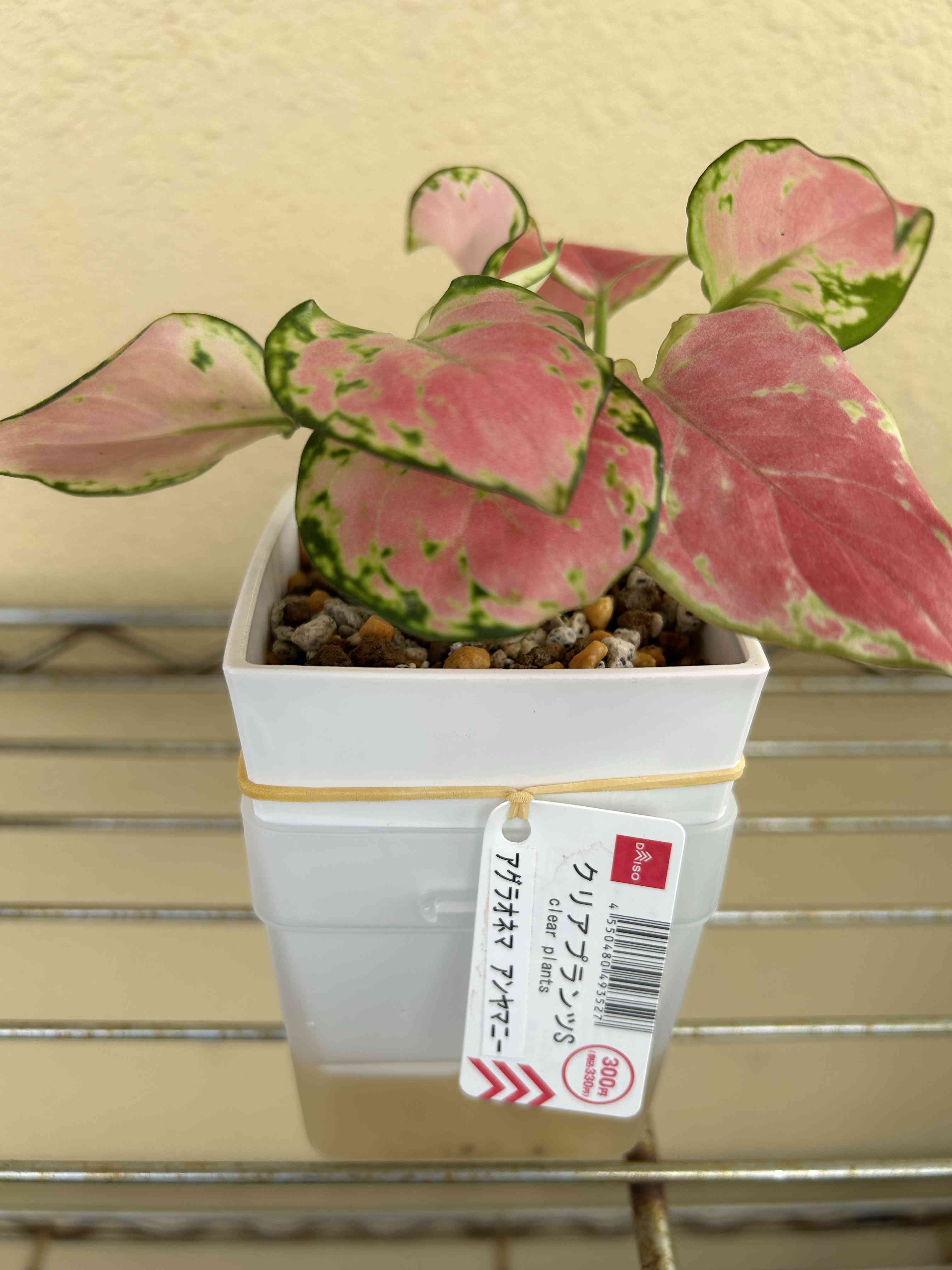 観葉植物の投稿画像 by にあじさん｜ベランダとDAISOとピンクと