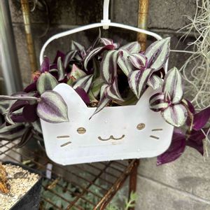 トラデスカンチア,100均,植え替え,庭の画像