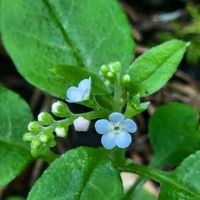 キュウリグサ,山野草,山野草大好き,花から元気を,小花妖精の画像