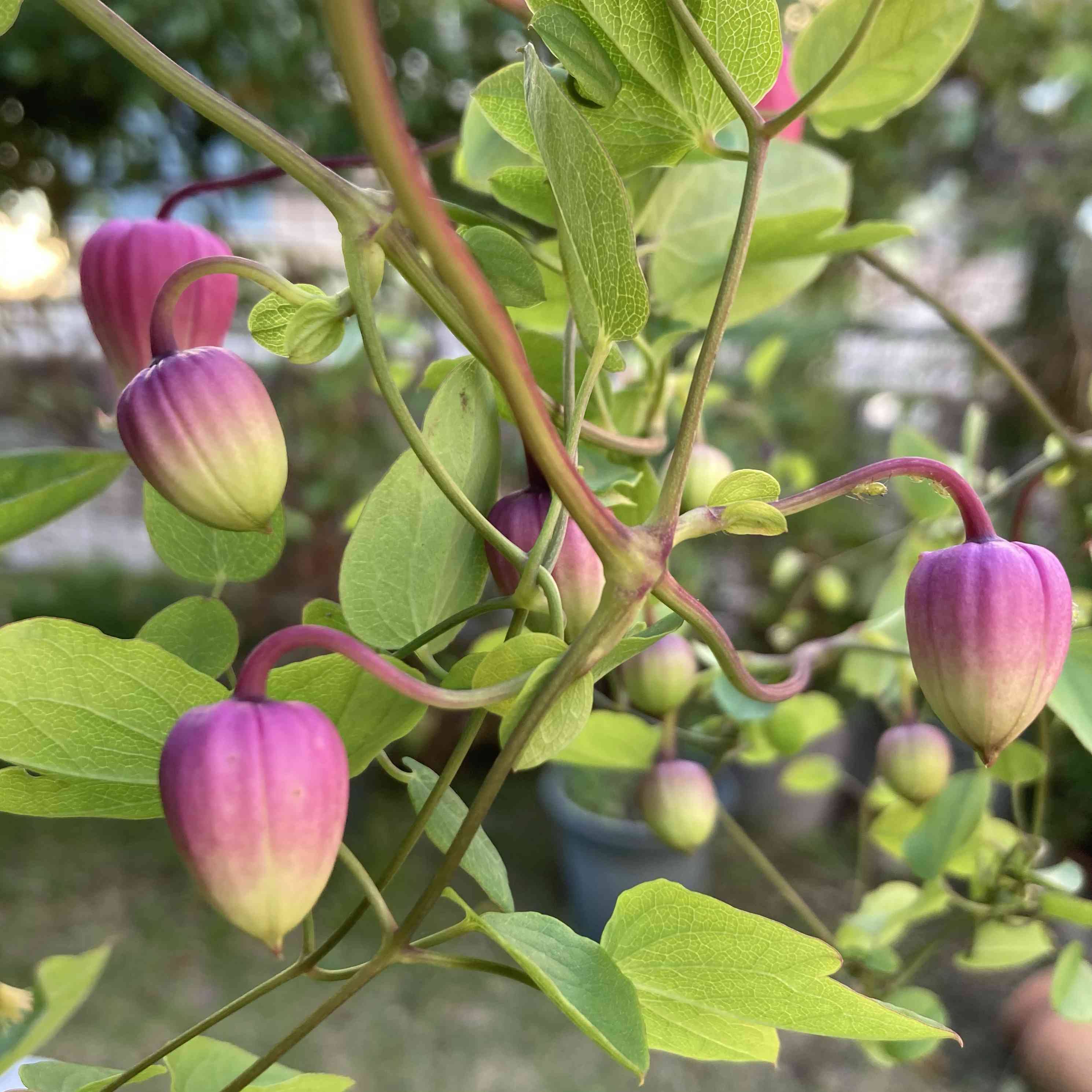 クレマチス マシュマロの一覧｜🍀GreenSnap（グリーンスナップ）