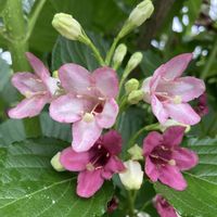 ウツギ,ウツギ,箱根空木（ハコネウツギ）,箱根空木（ハコネウツギ）,公園の画像