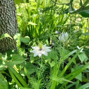 ニゲラ,種から,種から育てる！,植栽,小さな庭の画像