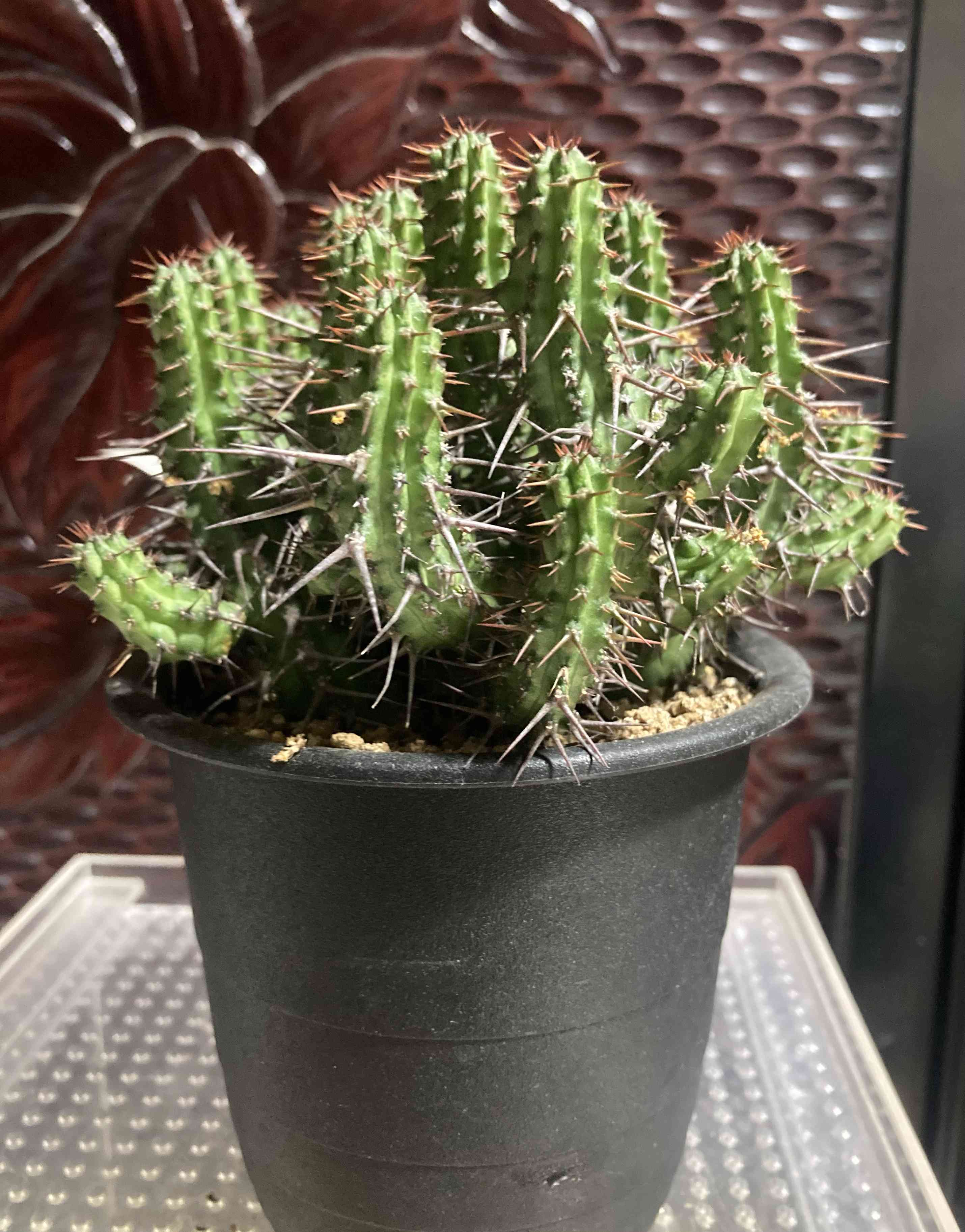 ユーフォルビア ゴイサナの一覧｜🍀GreenSnap（グリーンスナップ）