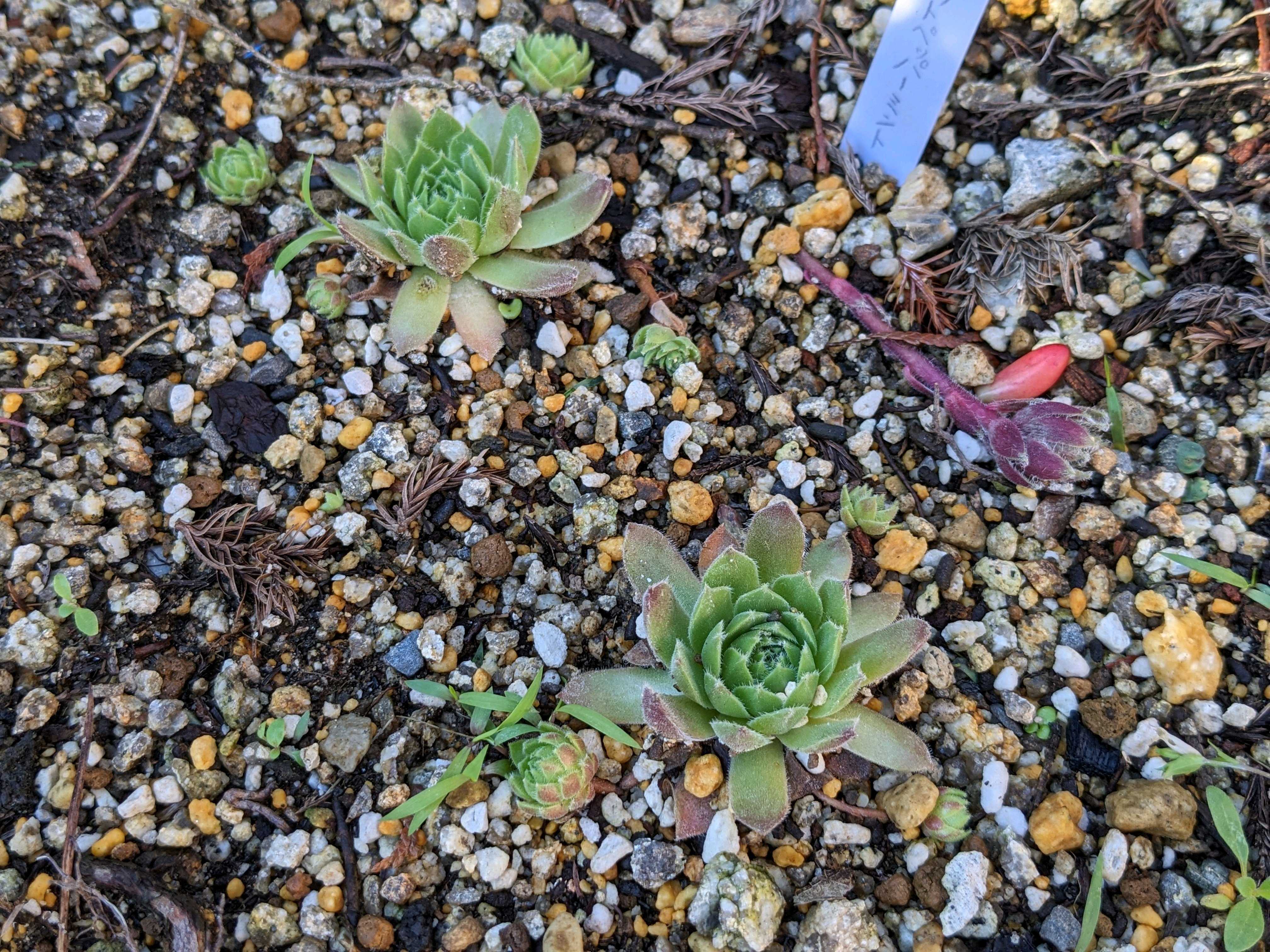 センペルを花壇に地植えしてみる実験【不定期観察】｜?GreenSnap 