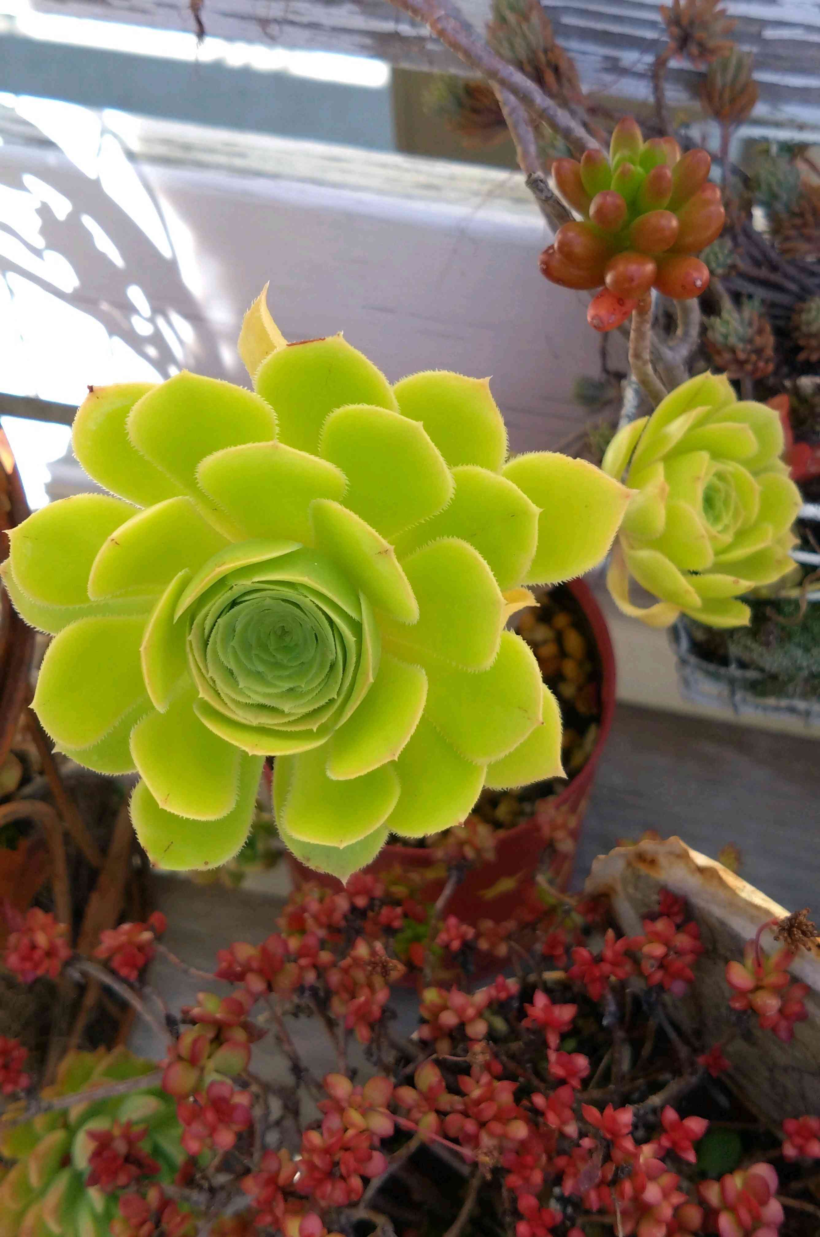 バルサミフェルム　大群生　抜き苗 バルサミフェルムの一覧｜🍀GreenSnap（グリーンスナップ）