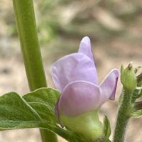 とうもろこし,ヤーコン,ヤーコンの花,さやいんげんの花,さやいんげんの花の画像