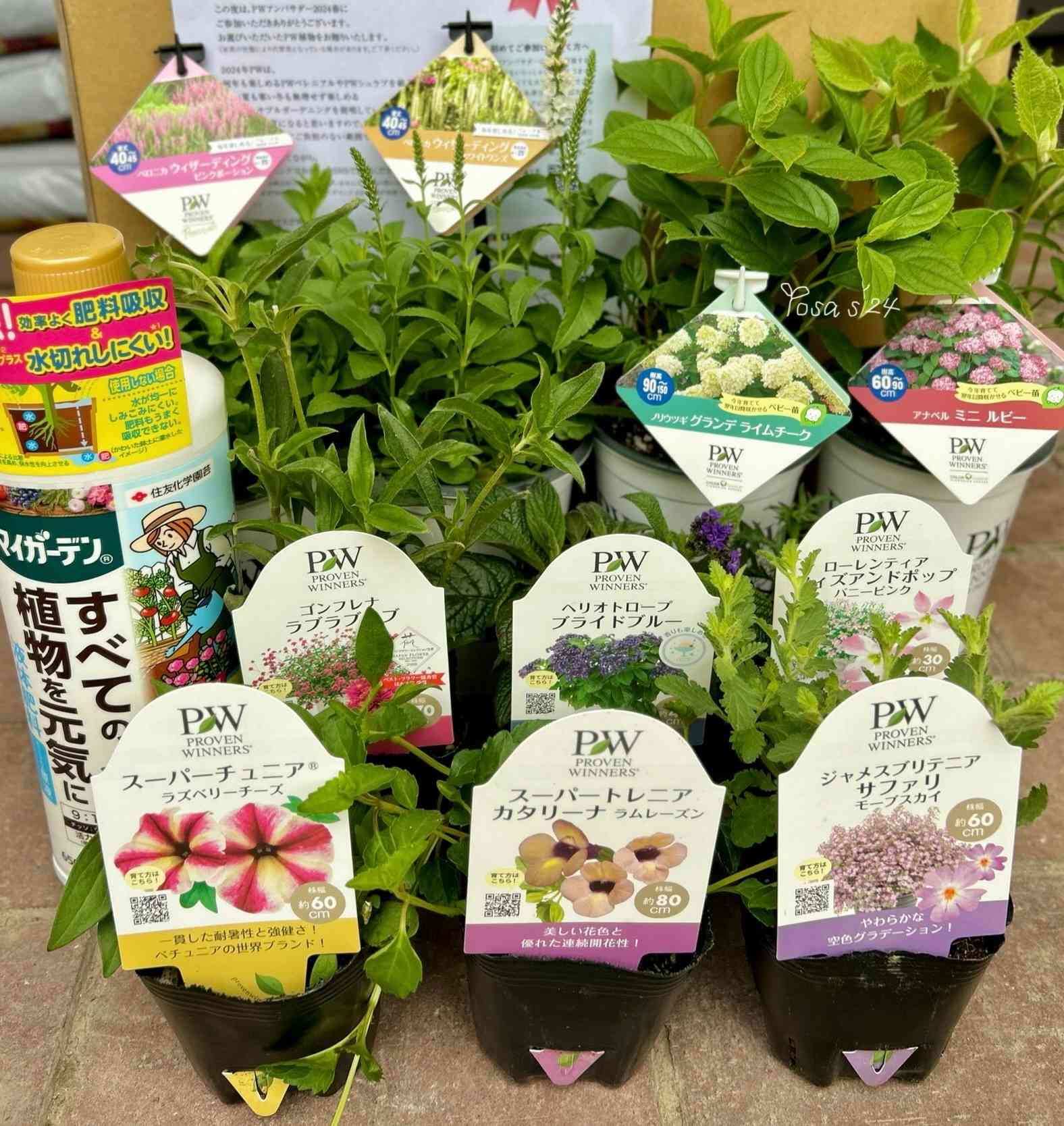 カカオ苗2025年5月植付け2つセット カカオ苗2025年5月植付け2ポット