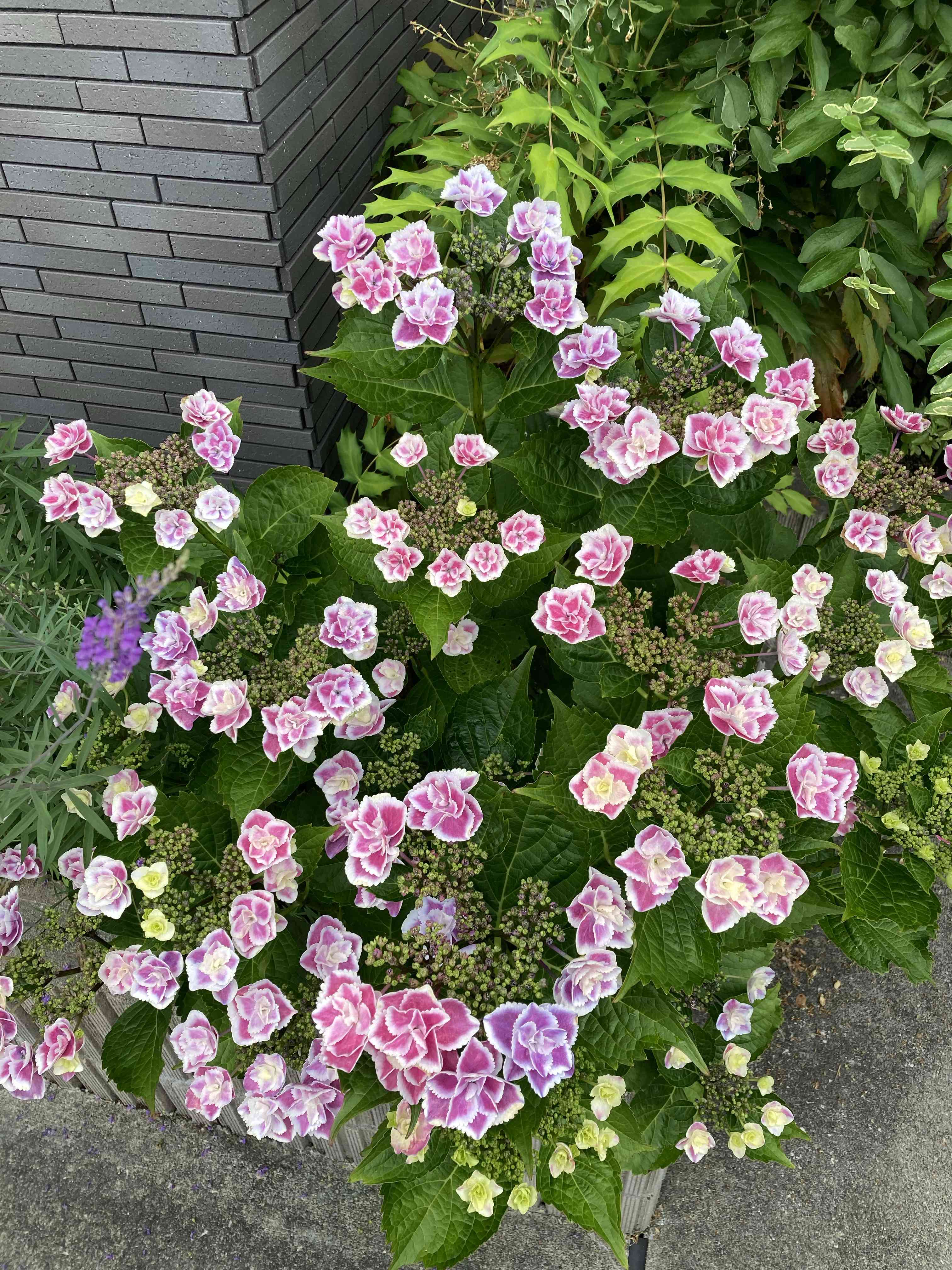 紫陽花 きらきら星の一覧｜🍀GreenSnap（グリーンスナップ）