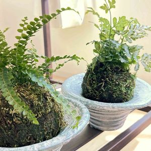 苔玉,シダ植物,わたしの家の観葉植物,部屋の画像