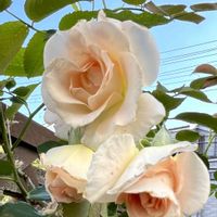 紫陽花,ロココ,パレード,ハイビスカス NEWロングライフシリーズ,ハイビスカス　ケイトの画像