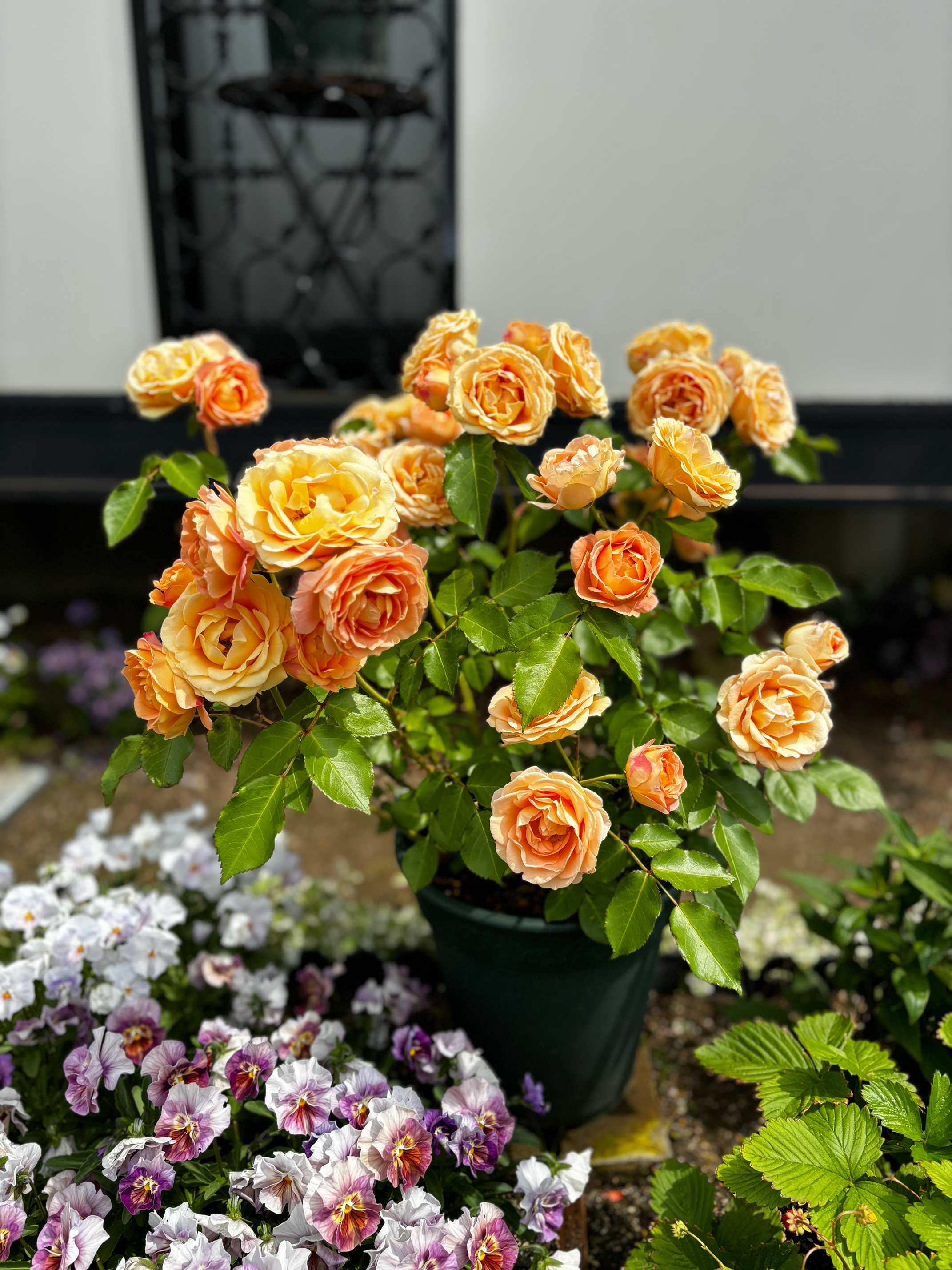 ☆ばら遊人☆スタンダード枝変3品種接新苗 切花品種keiji い