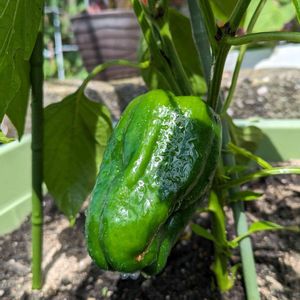 プランター野菜,富山支部,家庭菜園の画像