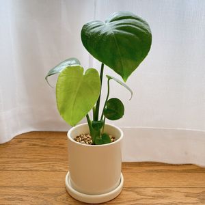 モンステラ,観葉植物,ダイソー,グリーン,新芽の画像