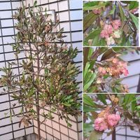 ドドナエア,ドドナエア ポップブッシュ,アメリカデイコ,夾竹桃 （きょうちくとう）,夾竹桃(キョウチクトウ)の画像