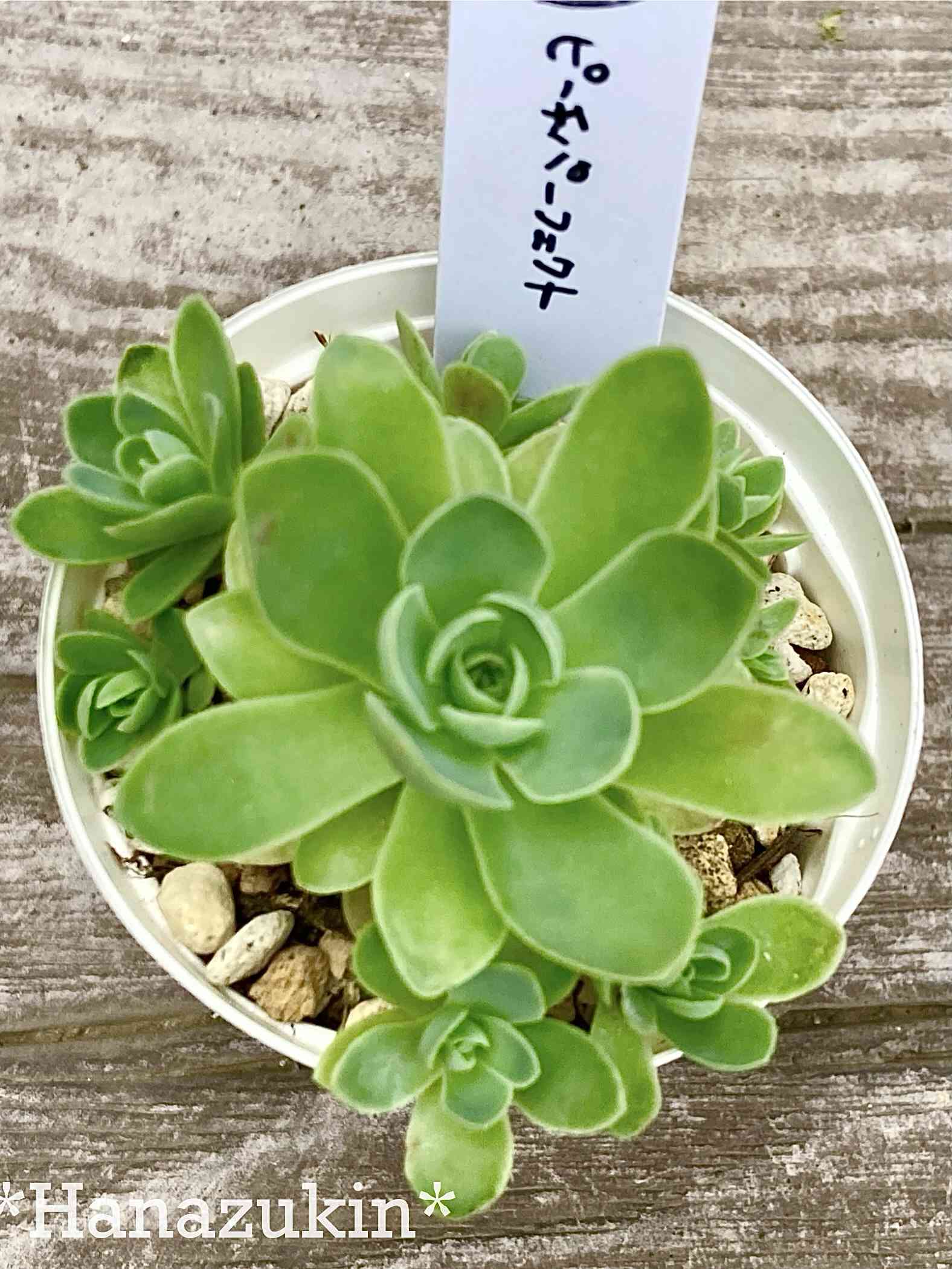 No.562 ❁ピーチデーモン❁ 現品 苗 多肉植物 寄せ植え No.562 ❁ピーチデーモン❁ 現品 苗 多肉植物 寄せ植え - メルカリ