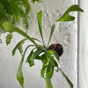 コウモリラン,ビカクシダ,観葉植物,苔玉,ハンギングの画像