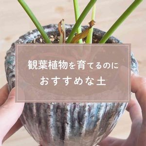 おすすめの土,観葉植物,ガーデニング,緑のある暮らし,植物のある暮らしの画像